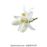 体验天上人间平台:如何享受极致的娱乐服务 o74b1i9d