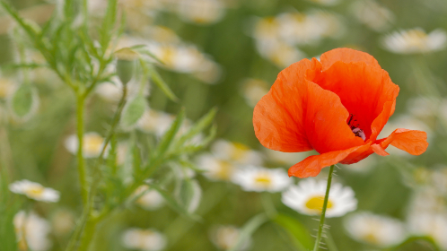 36一7开奖结果查询最新官方公布完整版